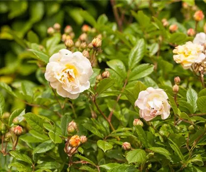 Rosa 'Ghislaine de Feligonde'  Rosa 'Ghislaine de Feligonde'