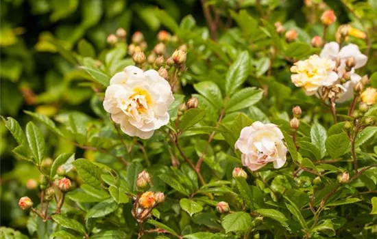 Rosa 'Ghislaine de Feligonde'  Rosa 'Ghislaine de Feligonde'