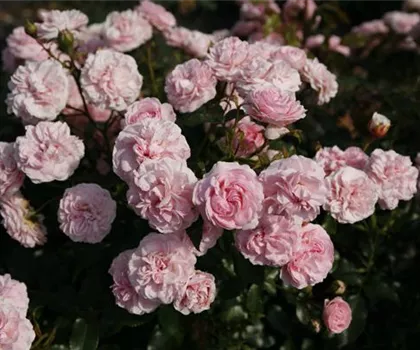 Rosa 'Larissa'  Rosa 'Larissa'