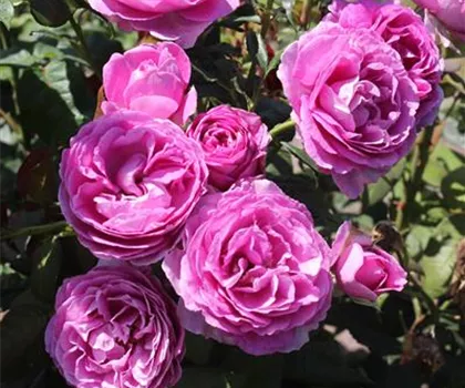 Rosa 'Carmen Würth' 