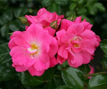 Rosa 'Palmengarten Frankfurt'  Rosa 'Palmengarten Frankfurt'