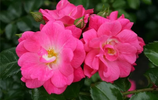 Rosa 'Palmengarten Frankfurt'  Rosa 'Palmengarten Frankfurt'