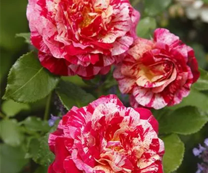Rosa 'Abracadabra'  Rosa 'Abracadabra'