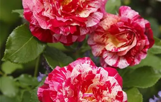 Rosa 'Abracadabra'  Rosa 'Abracadabra'