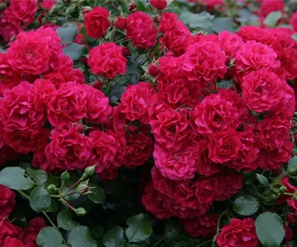 Rosa 'Gärtnerfreude'  Rosa 'Gärtnerfreude'