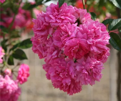 Rosa 'Super Dorothy'  Rosa 'Super Dorothy'