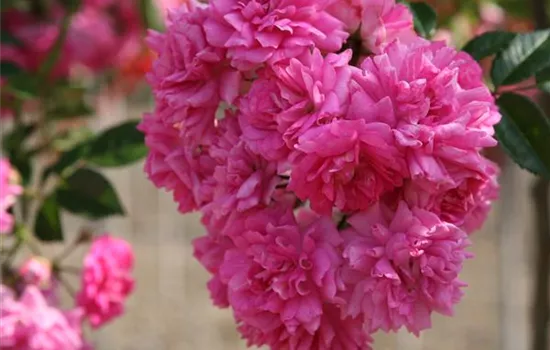 Rosa 'Super Dorothy'  Rosa 'Super Dorothy'