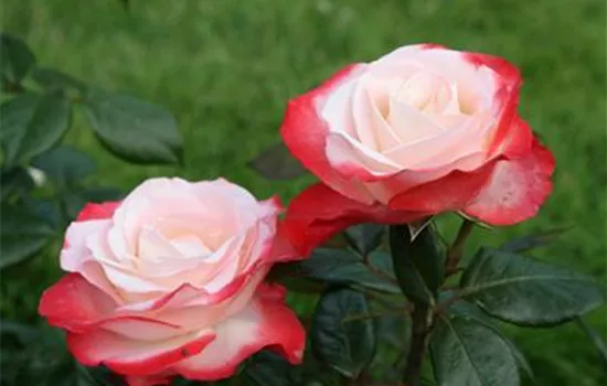 Rosa 'Nostalgie'  Rosa 'Nostalgie'