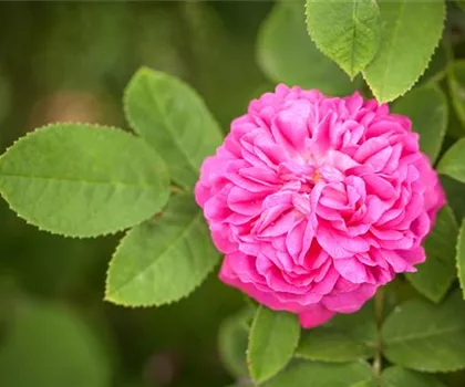 Rosa 'Rose de Resht' 