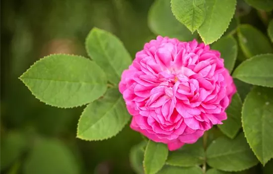 Rosa 'Rose de Resht' 