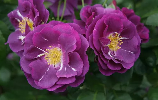 Rosa 'Rhapsody in Blue'  Rosa 'Rhapsody in Blue'
