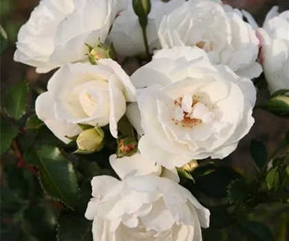 Rosa 'Weiße Wolke'  Rosa 'Weiße Wolke'