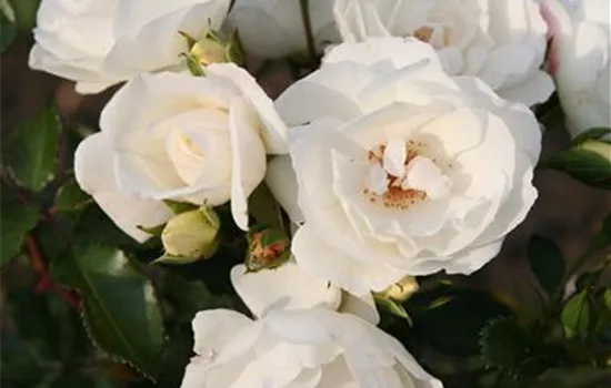 Rosa 'Weiße Wolke'  Rosa 'Weiße Wolke'