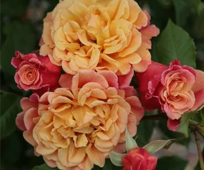 Rosa 'Aloha'  Rosa 'Aloha'
