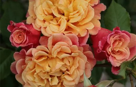 Rosa 'Aloha'  Rosa 'Aloha'