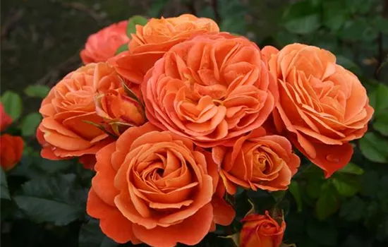 Rosa 'Phoenix'  Rosa 'Phoenix'