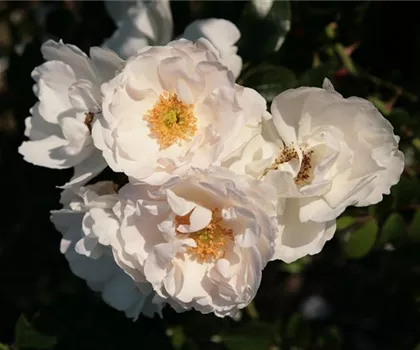 Rosa 'Hella'  Rosa 'Hella'