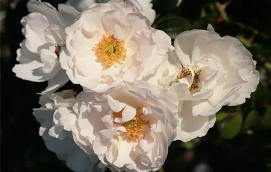 Rosa 'Hella'  Rosa 'Hella'