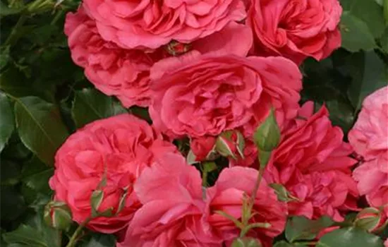 Rosa 'Rosarium Uetersen'  Rosa 'Rosarium Uetersen'