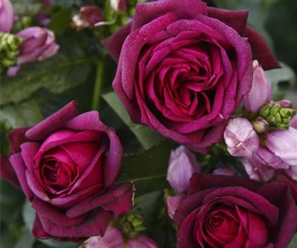 Rosa 'Gräfin Diana' 