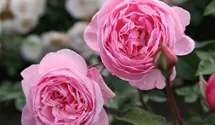 Kletterrose 'Kiss me Kate'