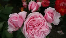 Kletterrose 'Kiss me Kate'