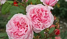 Kletterrose 'Kiss me Kate'