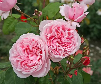 Rosa 'Kiss me Kate' 
