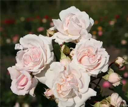 Rosa 'Constanze Mozart'  Rosa 'Constanze Mozart'