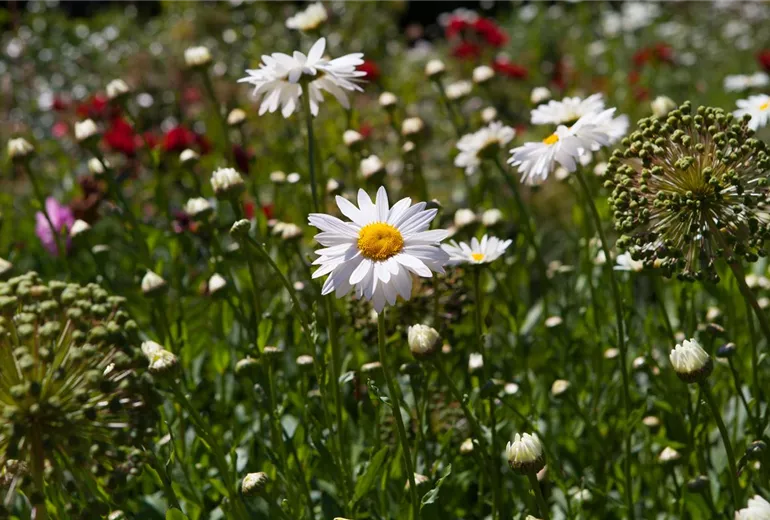 Chamaemelum nobile Chamaemelum nobile