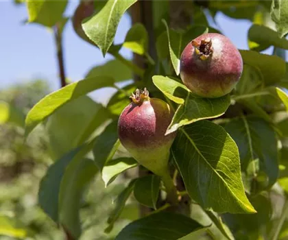 Pyrus communis 'Condora' 