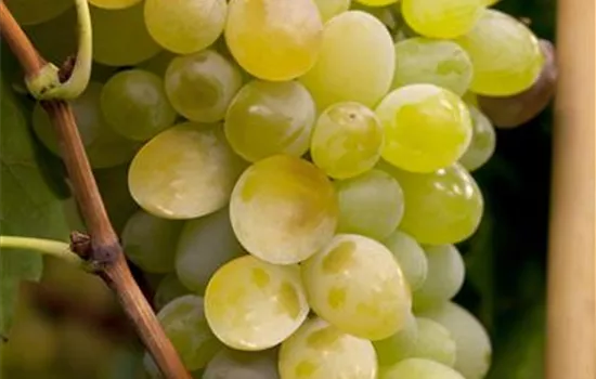 Vitis vinifera 'Lakemont' Vitis vinifera 'Lakemont'