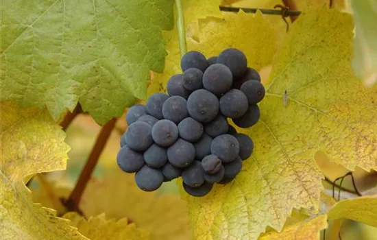 Vitis vinifera 'Muscat Bleu' 