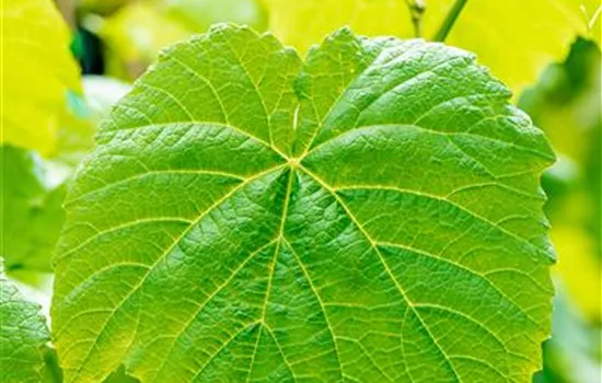 Vitis vinifera 'Venus'  Vitis vinifera 'Venus'