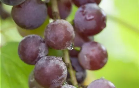 Vitis vinifera 'Suffolk Red'  Vitis vinifera 'Suffolk Red'