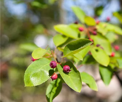 Amelanchier lamarckii 'Prince William'  Amelanchier lamarckii 'Prince William'
