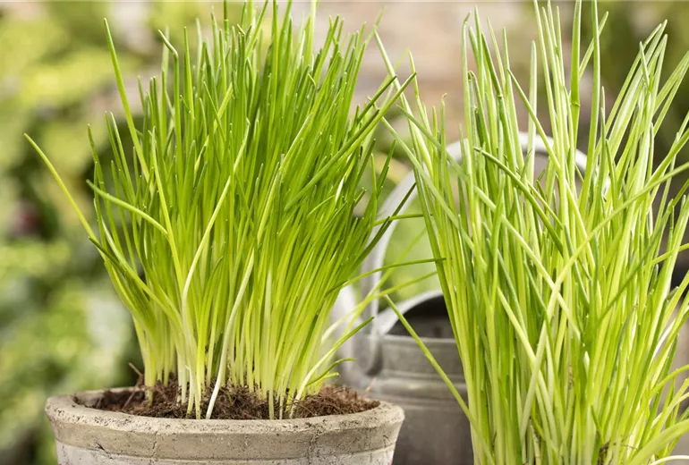 Allium schoenoprasum Allium schoenoprasum