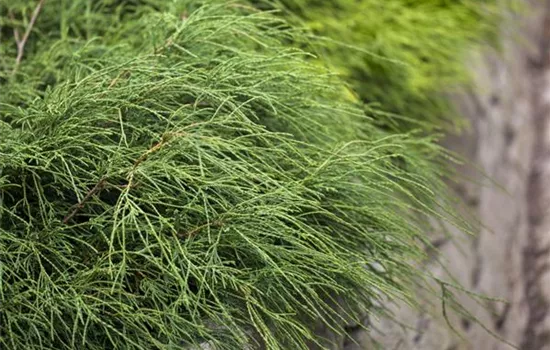 Chamaecyparis pisifera 'Filifera Nana'  Chamaecyparis pisifera 'Filifera Nana'