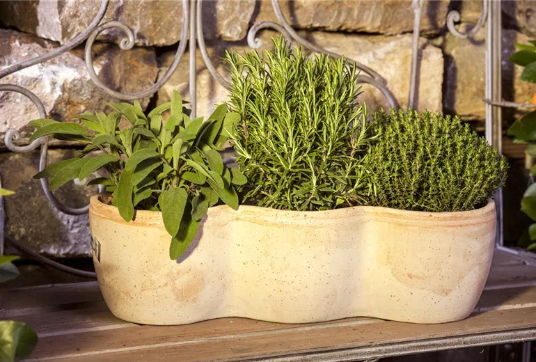 Salvia officinalis Salvia officinalis