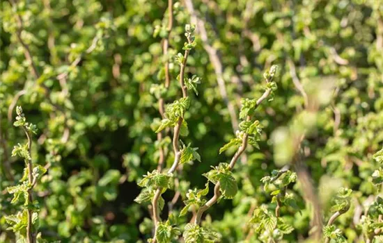 Corylus avellana 'Twister'  Corylus avellana 'Twister'