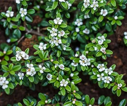 Cotoneaster dammeri 'Radicans'  Cotoneaster dammeri 'Radicans'