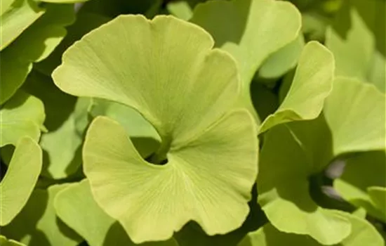 Ginkgo biloba 'Mariken'  Ginkgo biloba 'Mariken'