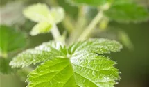 Brombeere 'Loch Ness'