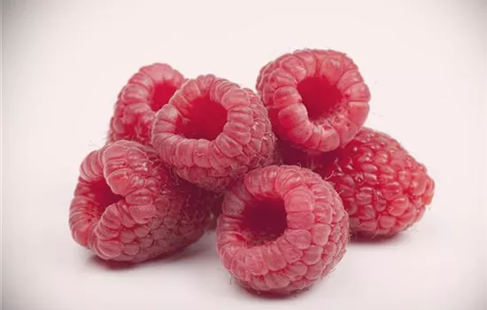 Rubus idaeus 'Boheme' 