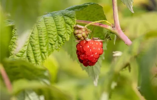 Rubus idaeus 'ZEFA 3 Herbsternte'  Rubus idaeus 'ZEFA 3 Herbsternte'