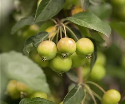 Malus 'Golden Hornet' 