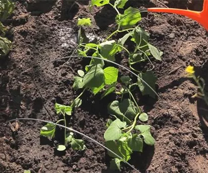 Gurken - Aussaat und Aufzucht Gurken - Aussaat und Aufzucht