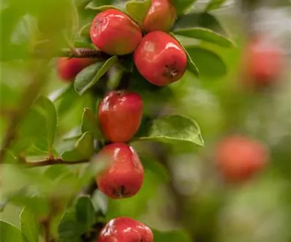 Cotoneaster dammeri Cotoneaster dammeri