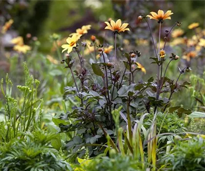 Der Boden im Blumenbeet: Vorbereitung und Pflege
