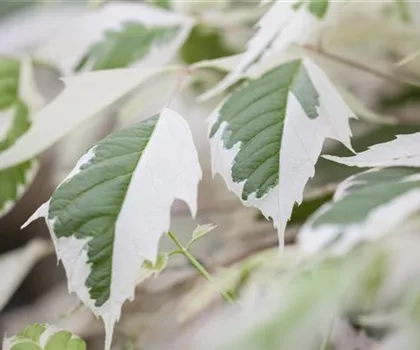 Acer negundo 'Flamingo' Acer negundo 'Flamingo'